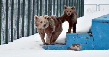 Kış uykusundan uyanan ayılar yiyecek turuna çıktı