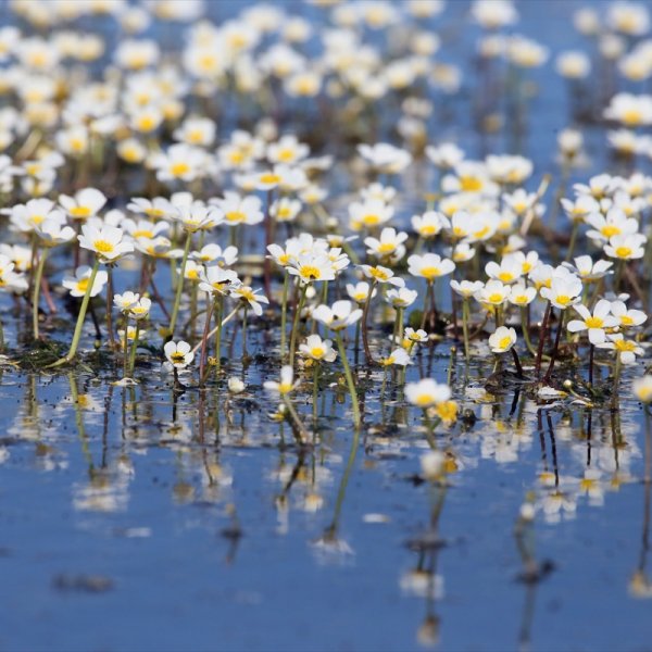 Kızılırmak Deltası'nda suda açan zehirli çiçekler 