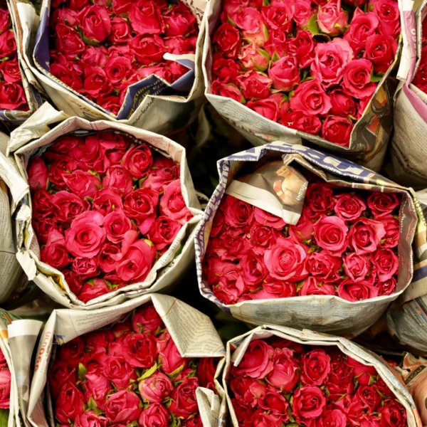 Sevgililer Günü'nün gözdesi olan çiçeklerin anlamları