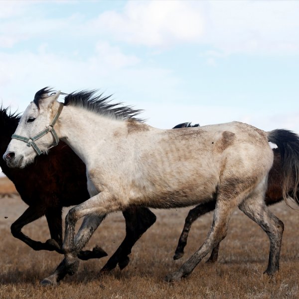 Yılkı atları Sultan Sazlığı'na güzellik katıyor
