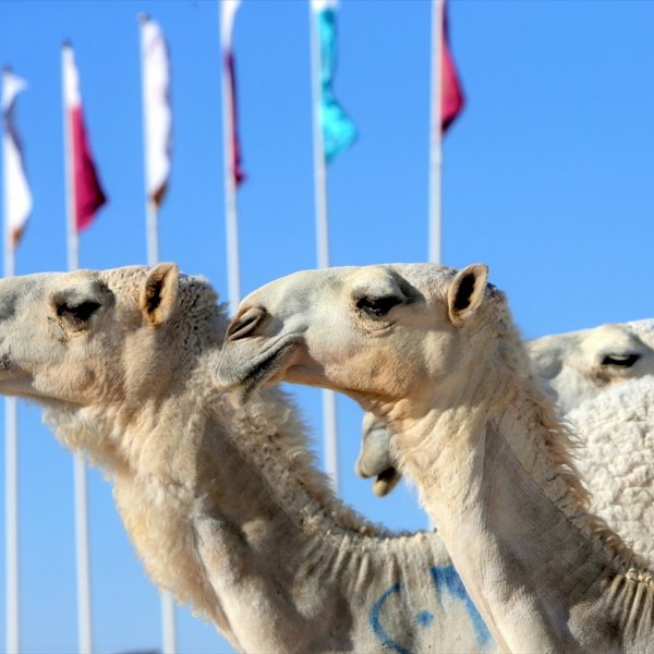 Arap develeri Katar'ın en güzeli olmak için yarışıyor