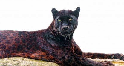 Siyah leopar 100 yıl sonra görüntülendi 