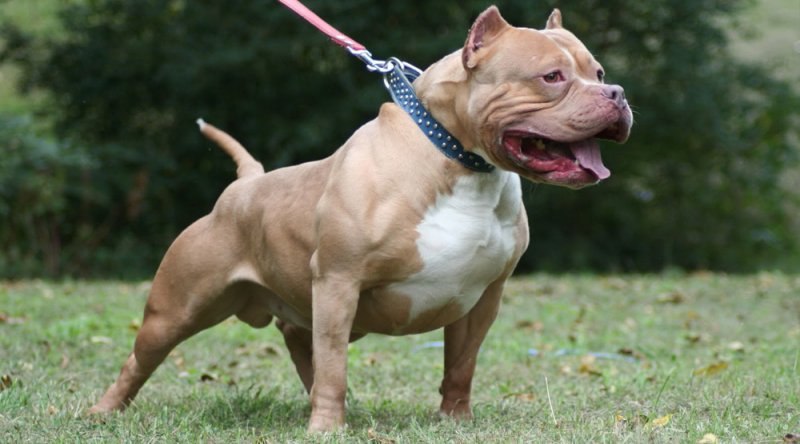 Dünyanın en tehlikeli 10 köpek ırkı