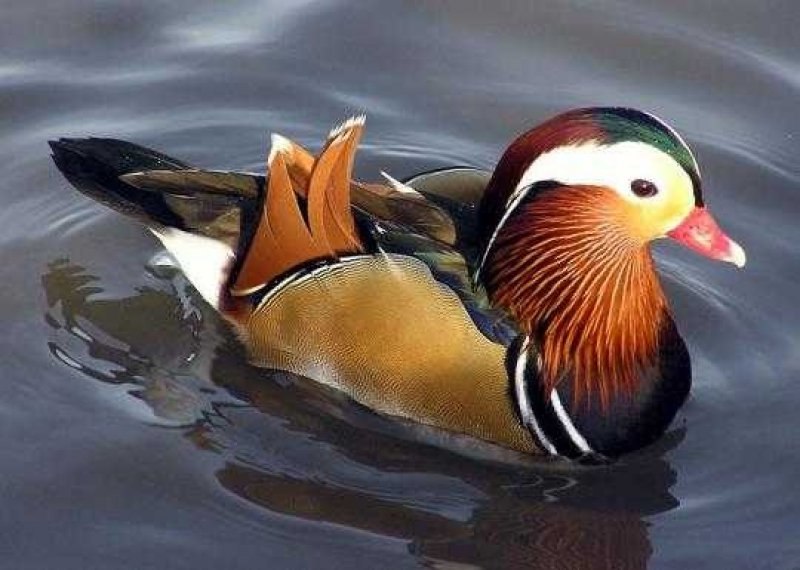 Birbirinden güzel 10 ördek türü