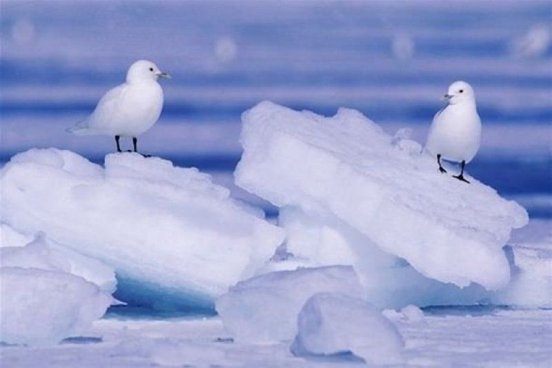 Птицы северных стран. Птицы крайнего севера для дошкольников. Atlantic puffin. Птицы холодных стран. Северные птицы названия.