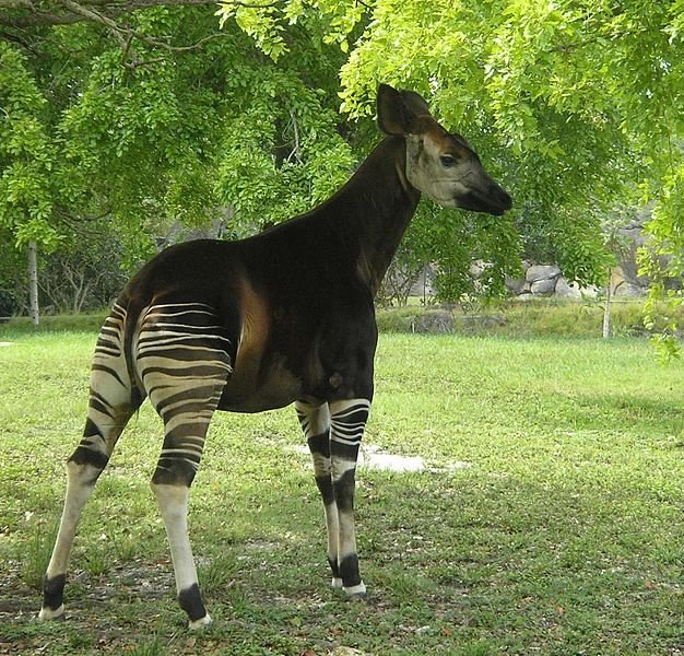 Okapi doğanın zarif hayvanları arasında