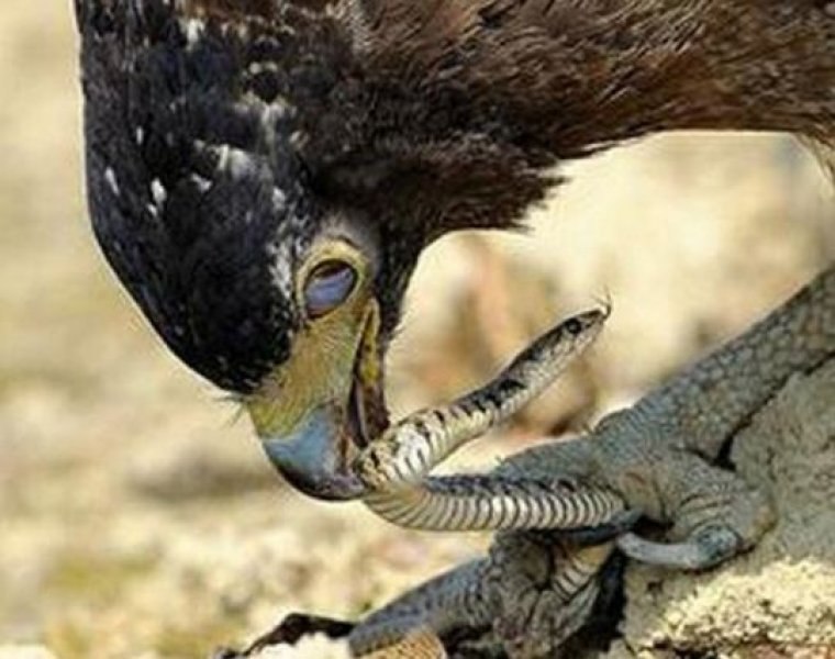 Yılan avlayan kartal neredeyse yem oluyordu