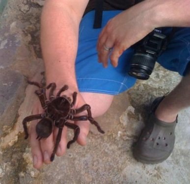 Kuşlarla beslenen tarantula