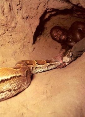 Afrikalı yerliler pitonu elleriyle yakaladı