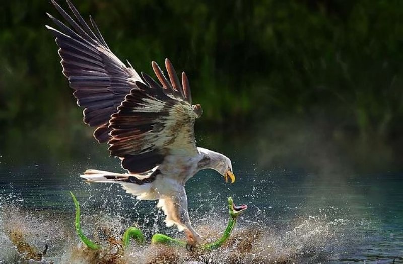 Mükemmel zamanlamayla çekilmiş en güzel fotoğraflar 