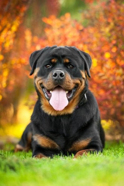 Dünyanın en tehlikeli 10 köpek ırkı