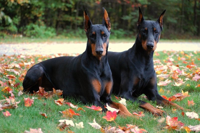 Dünyanın en zeki 10 köpek ırkı
