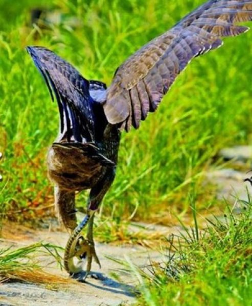 Yılan avlayan kartal neredeyse yem oluyordu
