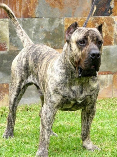 Dünyanın en tehlikeli 10 köpek ırkı 