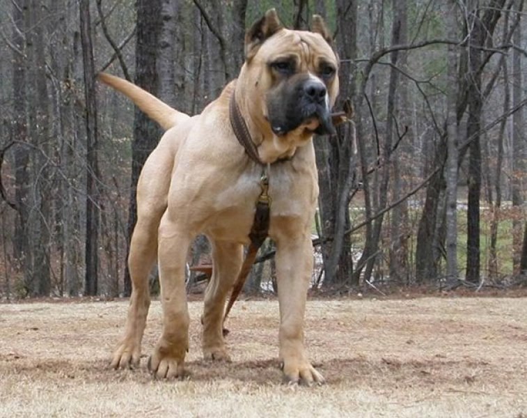 Dünyanın en tehlikeli 10 köpek ırkı