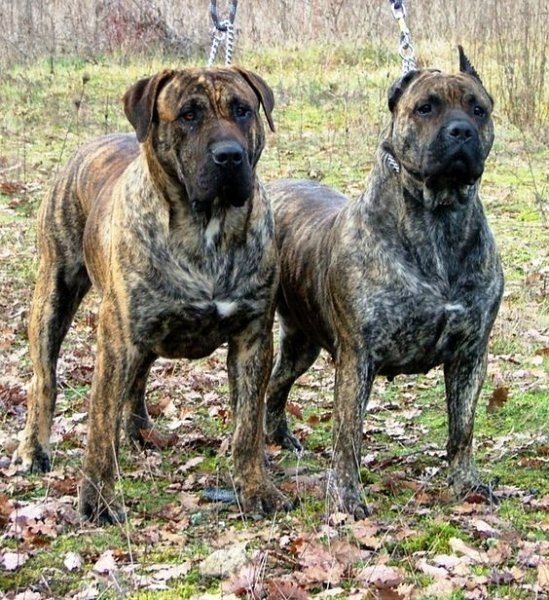 Dünyanın en tehlikeli 10 köpek ırkı 
