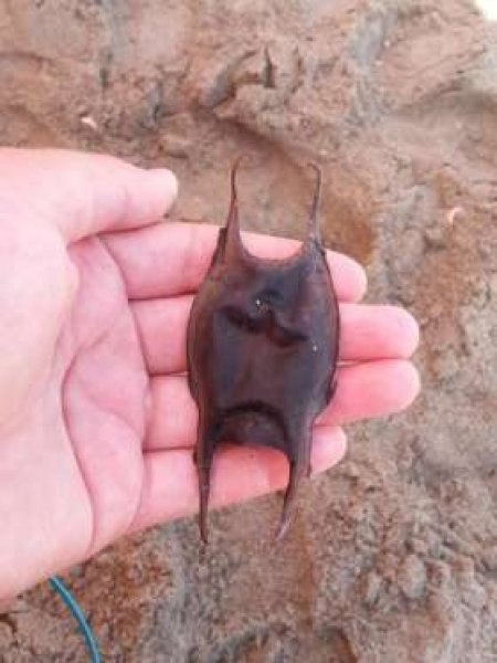 Dünyanın en garip yumurtası 