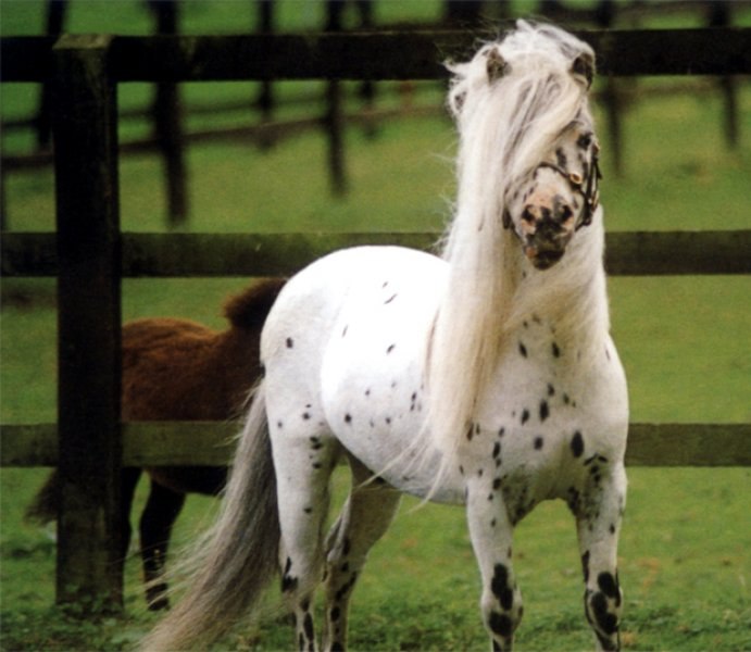 Dünyanın en küçük at türü: Falabella