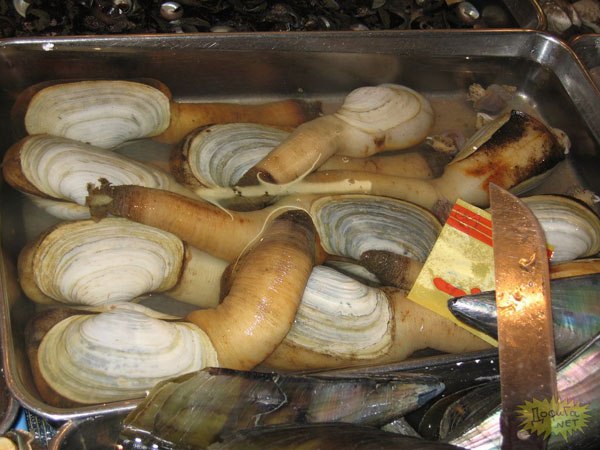 Penis balığı görenleri şaşırtıyor