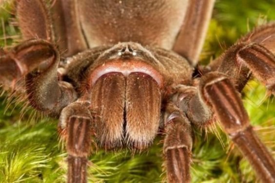 Kuşlarla beslenen tarantula