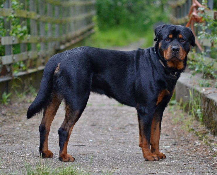 Dünyanın en tehlikeli 10 köpek ırkı 