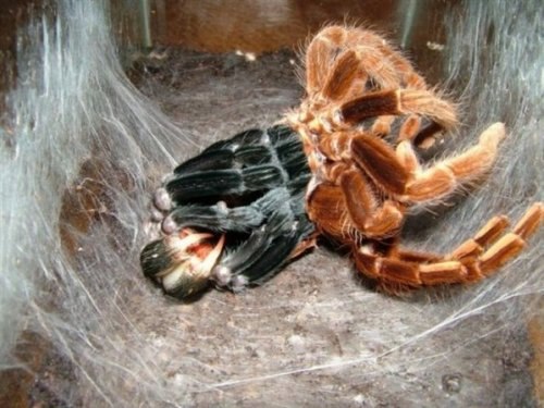 Kuşlarla beslenen tarantula