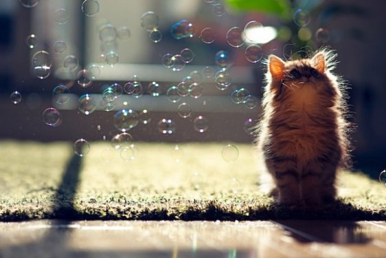 Dünyanın en tatlı kedisi: Daisy