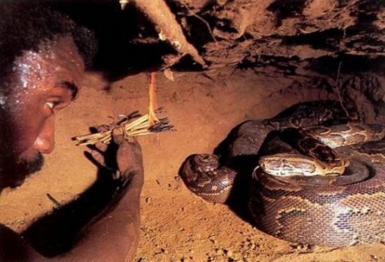 Afrikalı yerliler pitonu elleriyle yakaladı