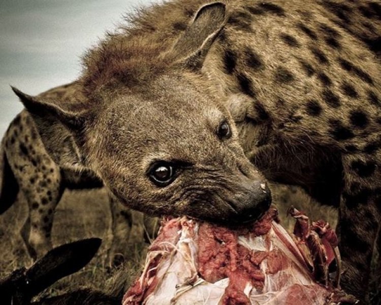 National Geographic Türkiye'den en güzel fotoğraflar 