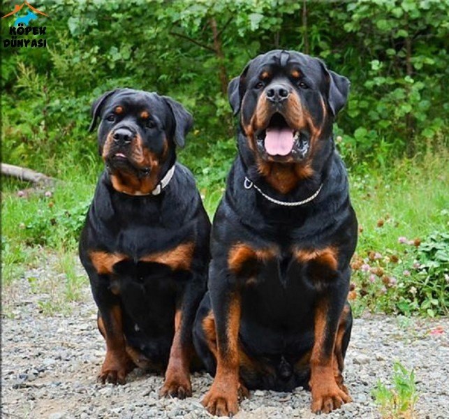 Dünyanın en tehlikeli 10 köpek ırkı 