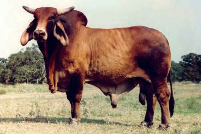 En gösterişli büyükbaş Brahman sığırı