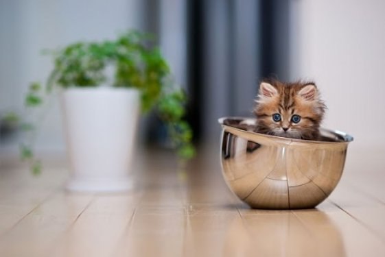 Dünyanın en tatlı kedisi: Daisy