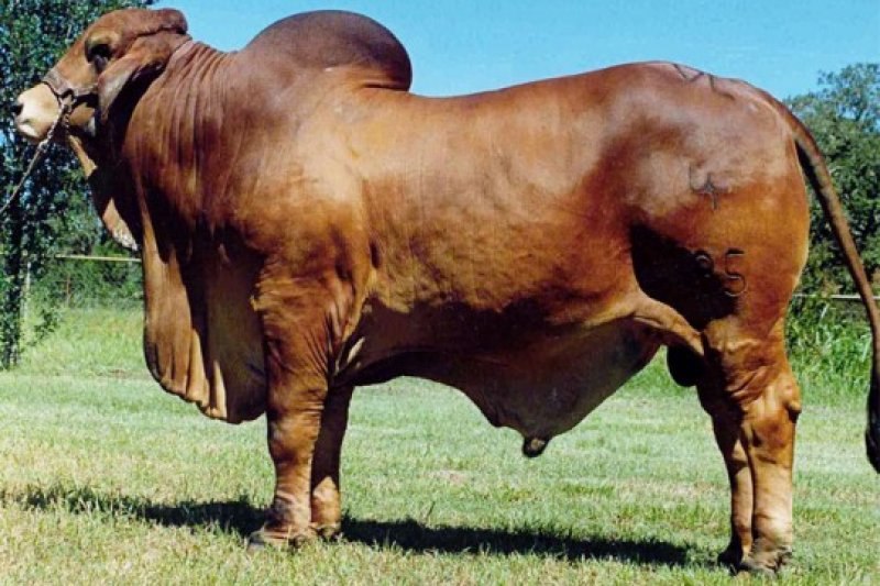 En gösterişli büyükbaş Brahman sığırı