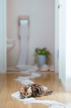 Dünyanın en tatlı kedisi: Daisy