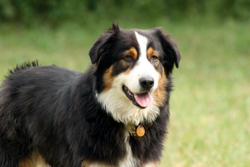 En zeki köpek cinsleri