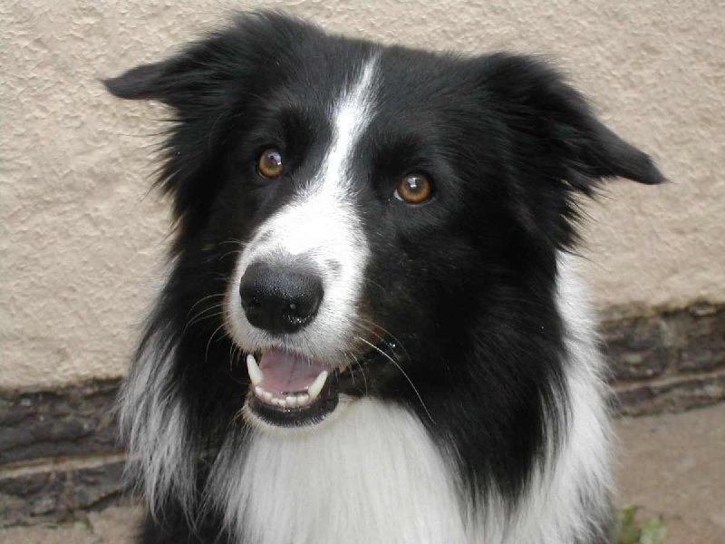 En zeki köpek cinsleri