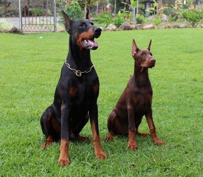 En zeki köpek cinsleri