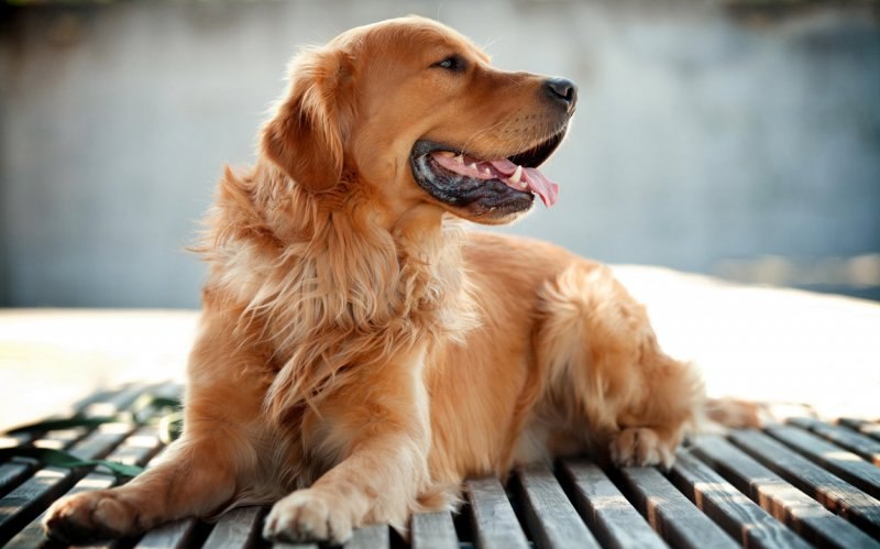 En zeki köpek cinsleri