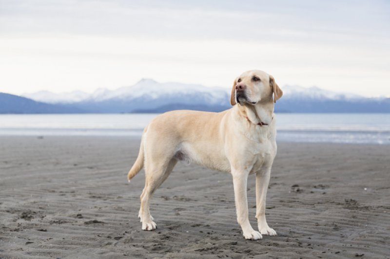 En zeki köpek cinsleri