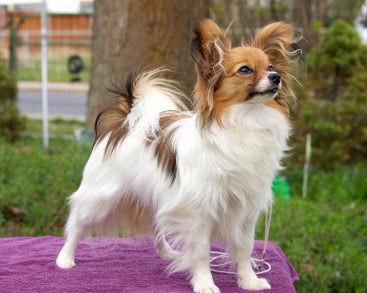 En zeki köpek cinsleri