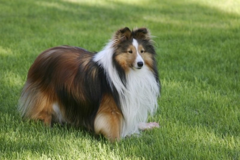 En zeki köpek cinsleri