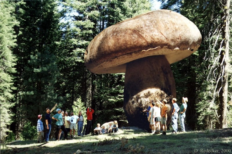 Yaşayan en büyük canlı: Armillaria ostoyae