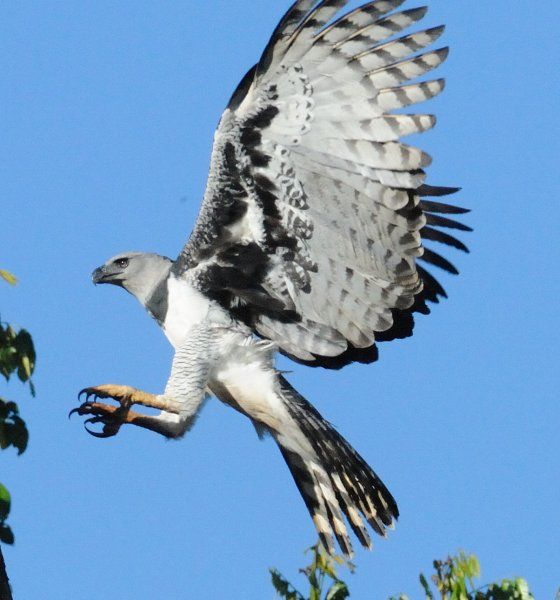 Kartal türleri