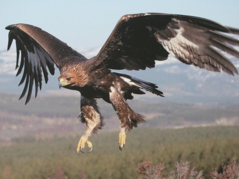 Kartal türleri