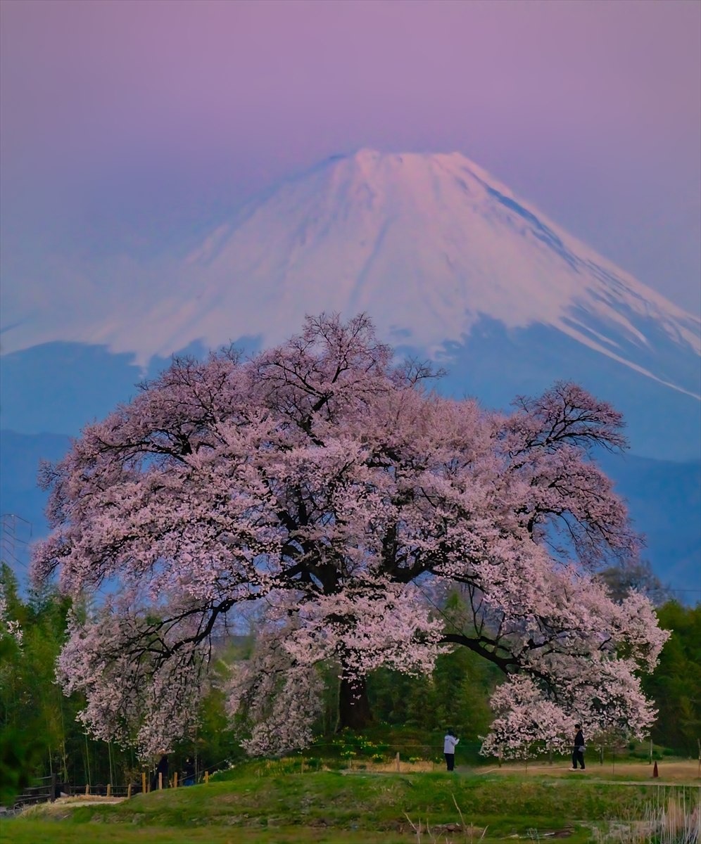 Japonya’daki 330 yıllık Wanitsuka no Sakura ağacı görenleri büyülüyor