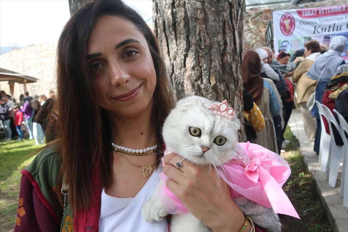 Tokat’ta minik pati şöleni: Kediler güzellik yarışmasında podyuma çıktı
