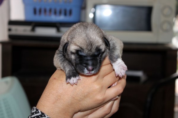 Mersin'de annesiz yavru köpek biberonla besleniyor