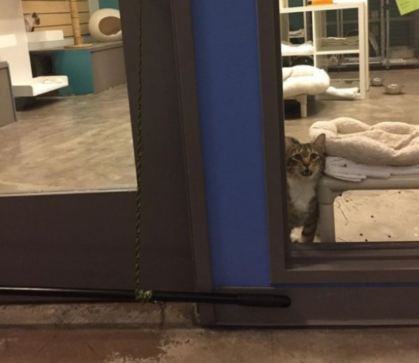 ABD'de tecrit edilen kedi