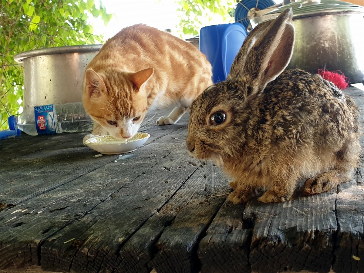 Osmaniye'de ev kedisi, yavru tavşana anne oldu