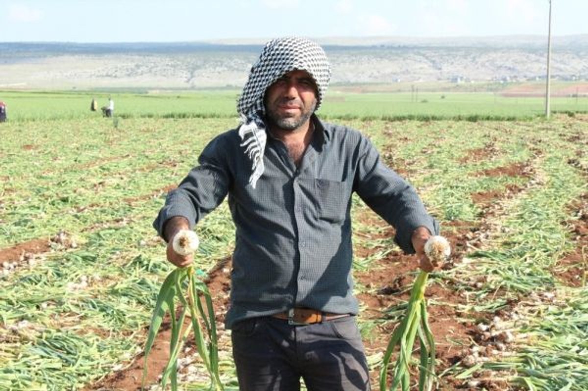 Sarımsak fiyatları giderek yükseliyor